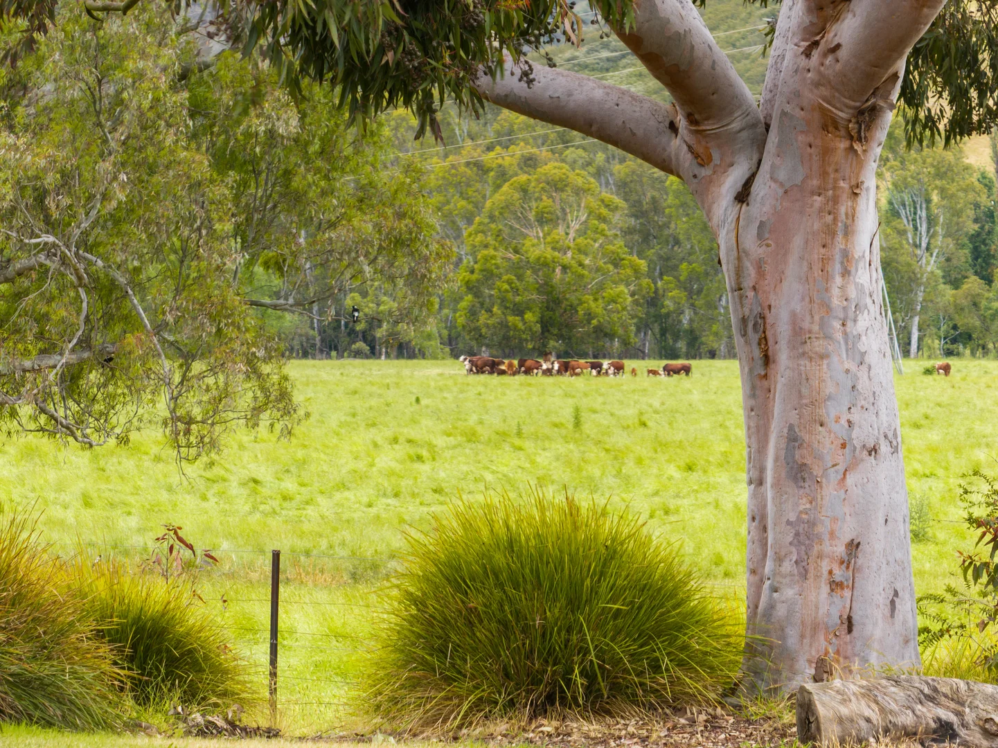 Additional image 17 of 210 Walshs Road, Goughs Bay VIC 3723
