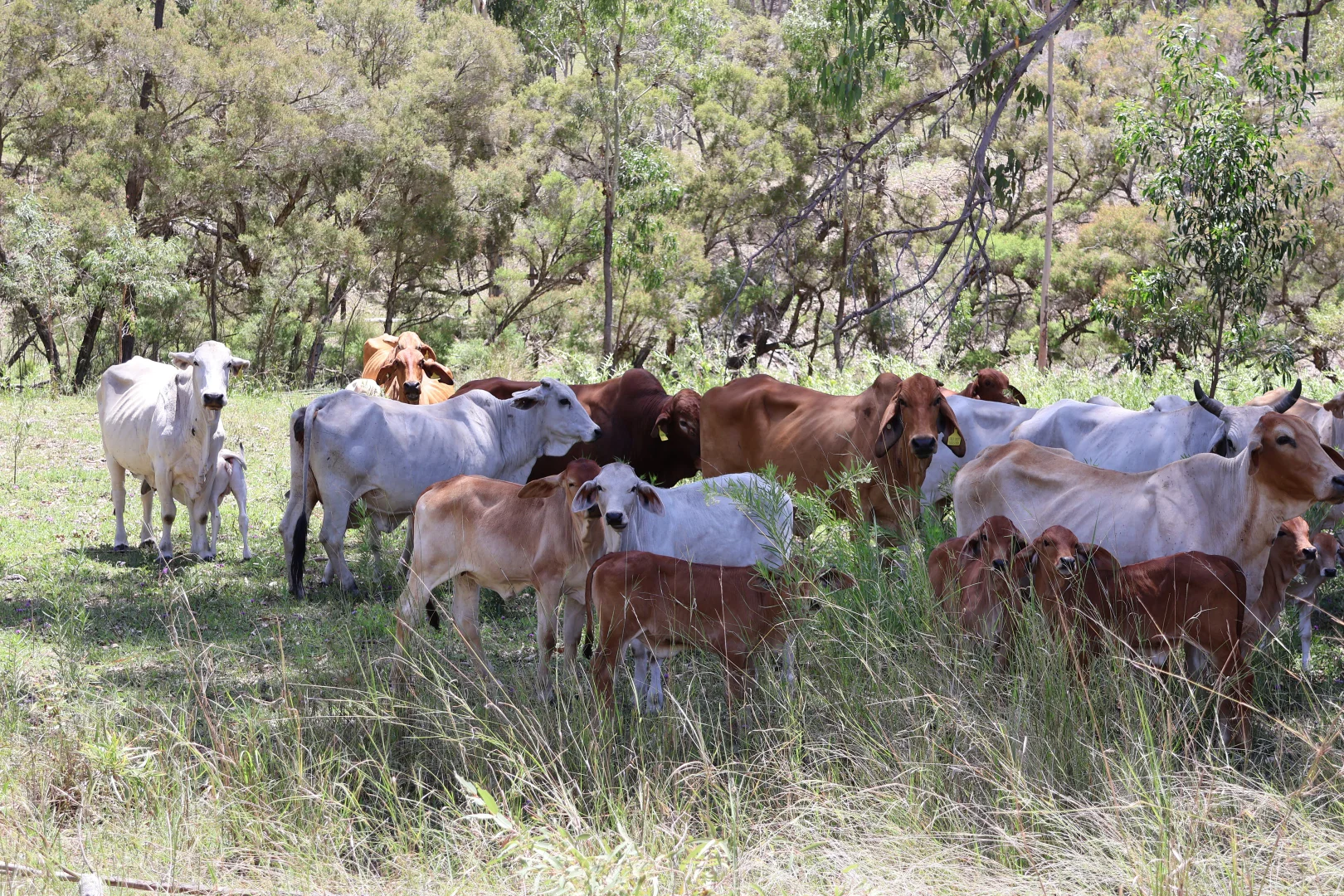 Additional image 18 of Lot 33, 34 & 35 Bilboolan Road, Mungy, Mount Perry QLD 4671