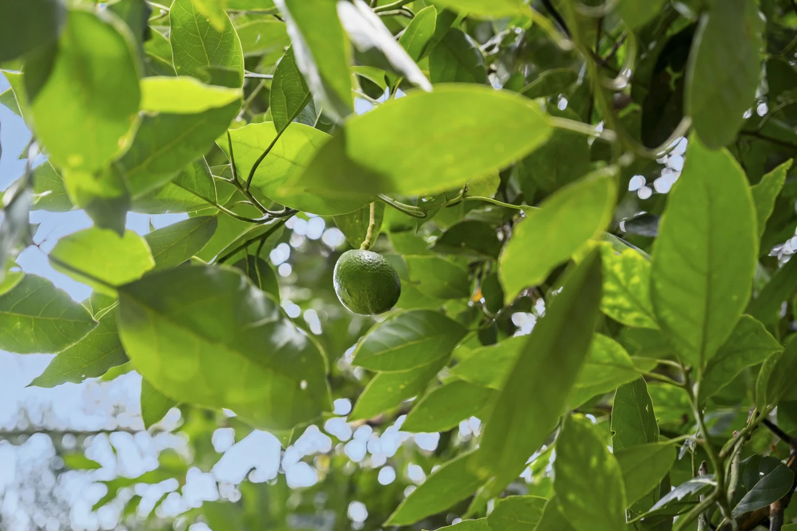 Additional image 8 of 120 Maleny Kenilworth Road, Maleny QLD 4552