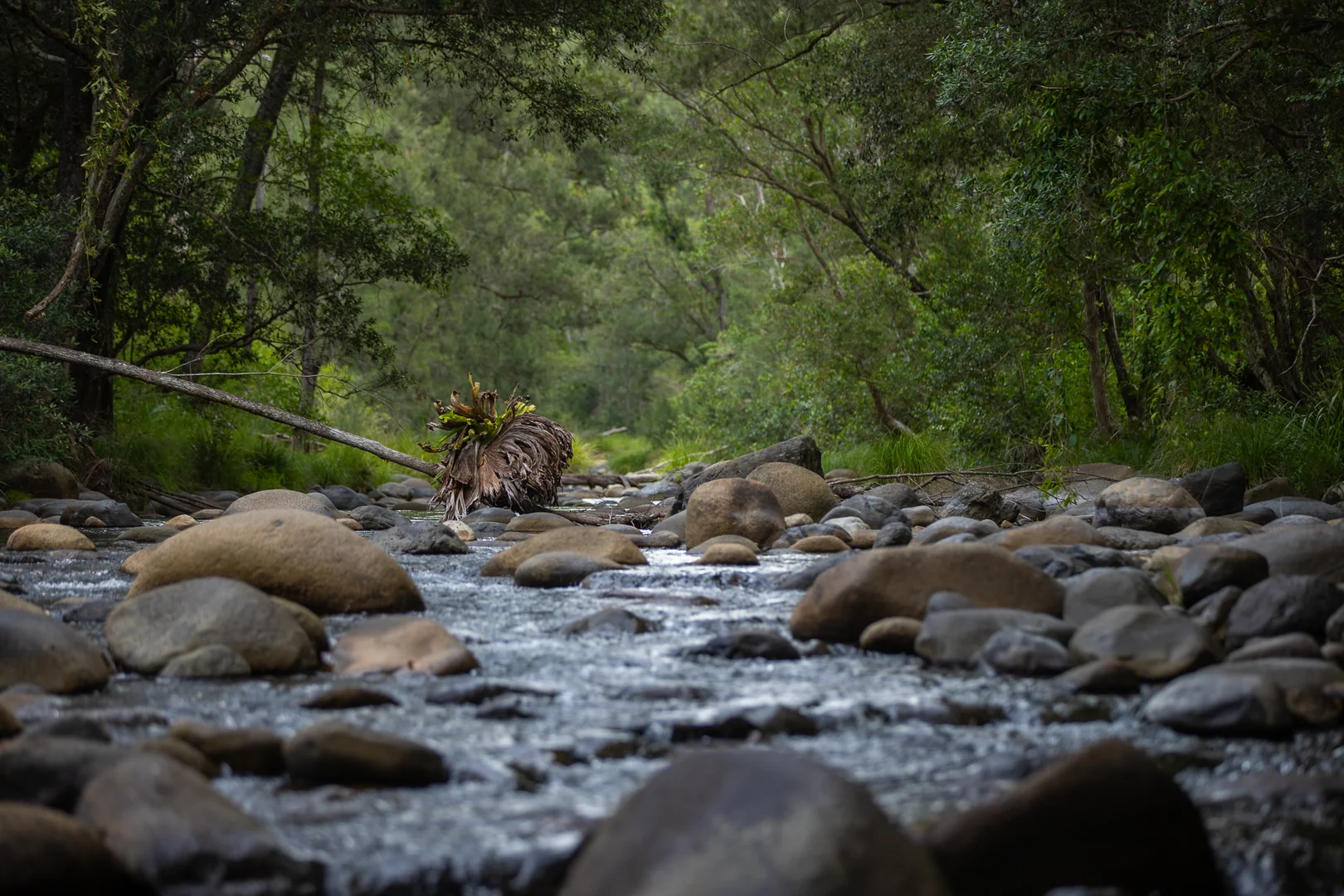 Additional image 5 of 2956 Carnham Road, Coombadjha NSW 2460