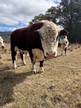 Additional image 6 of 102 Kain Cross Road, Braidwood NSW 2622