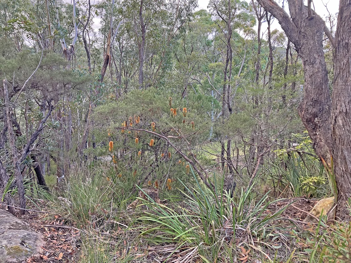 Additional image 12 of 14 Hovea Place, Woodford NSW 2778