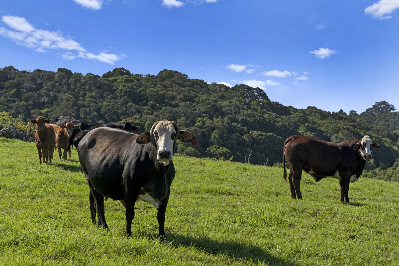 Additional image 6 of 103 Cumbalum Road, Cumbalum NSW 2478