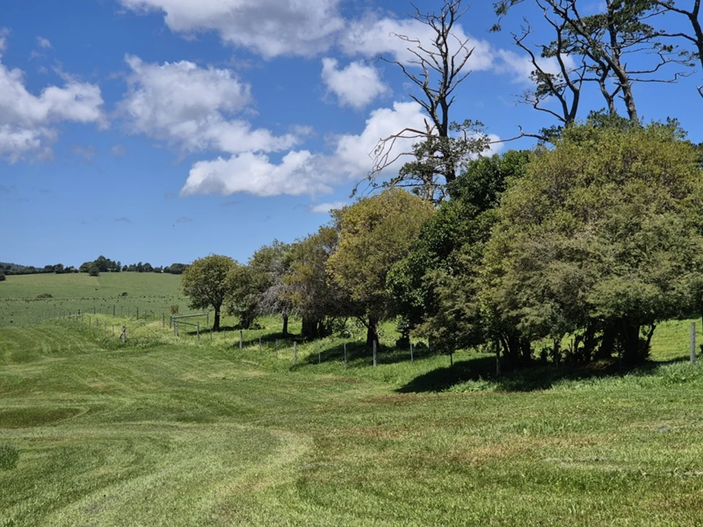 Additional image 8 of 17 Cofton Close, Dorrigo NSW 2453