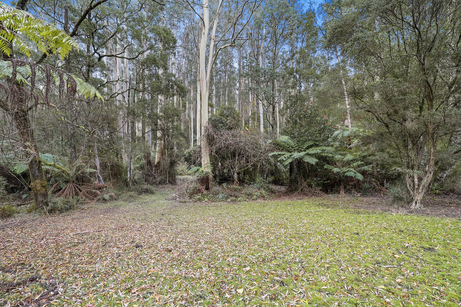 Additional image 17 of 293-295 Mt Baw Baw Tourist Road, Noojee VIC 3833