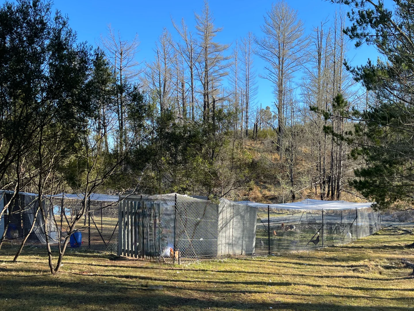 Additional image 26 of Tomboye NSW 2622