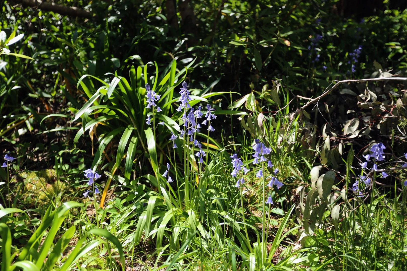 Additional image 26 of 3 Wentworth Ave, Leura NSW 2780