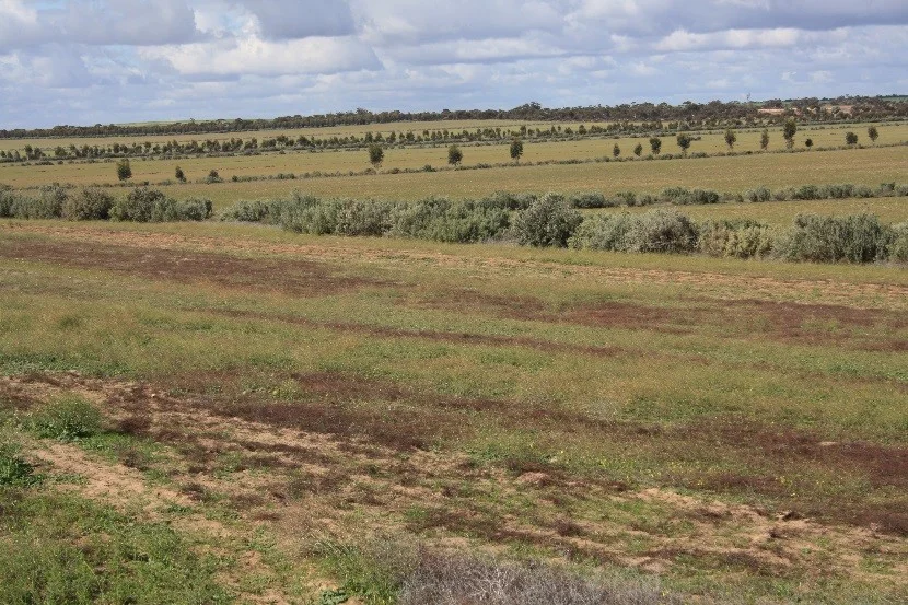 Additional image 9 of Lot 1, 905 Ngallo Road, Carina VIC 3512