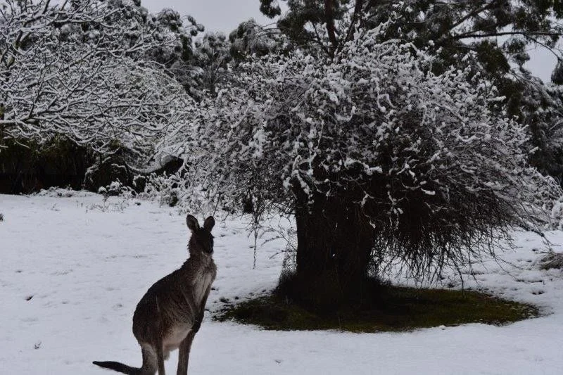 Additional image 8 of Wombeyan Caves NSW 2580