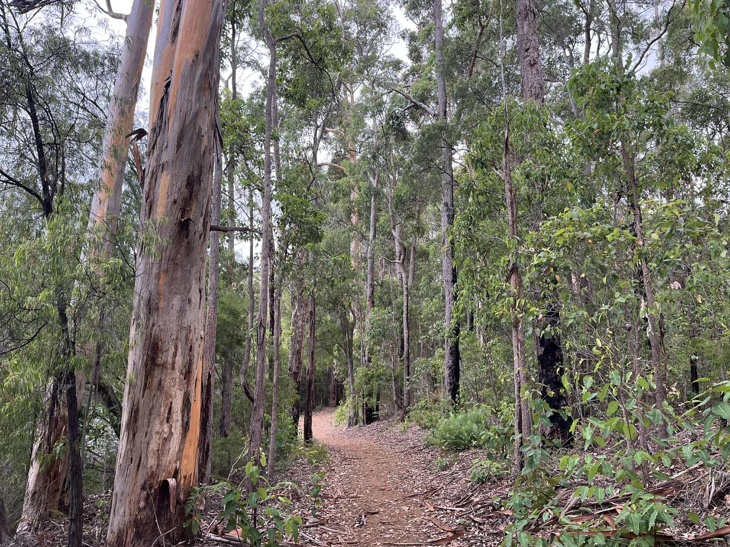 Additional image 7 of Lot 165 Karri Lane, Quinninup WA 6258