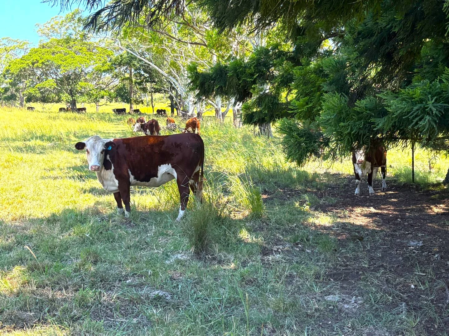 Additional image 9 of 93 Ellems Road, Kyogle NSW 2474