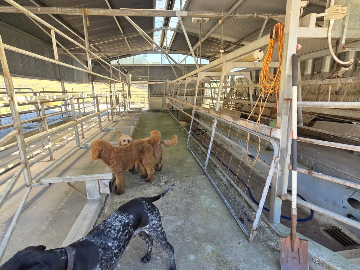 Additional image 24 of 1046 Little Snowy Creek Road, Eskdale VIC 3701