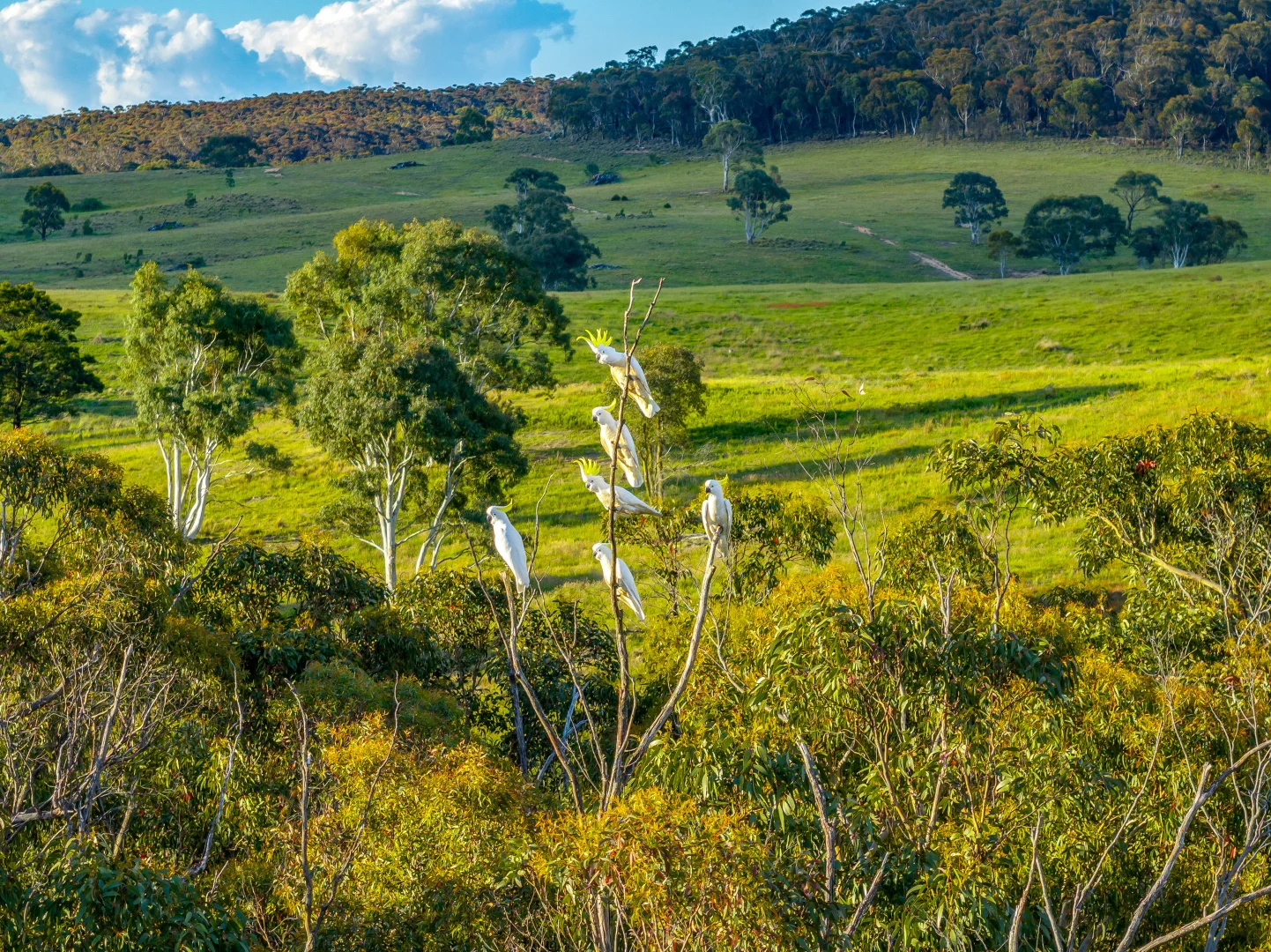 Additional image 7 of 1452 Crookwell Road, Goulburn NSW 2580