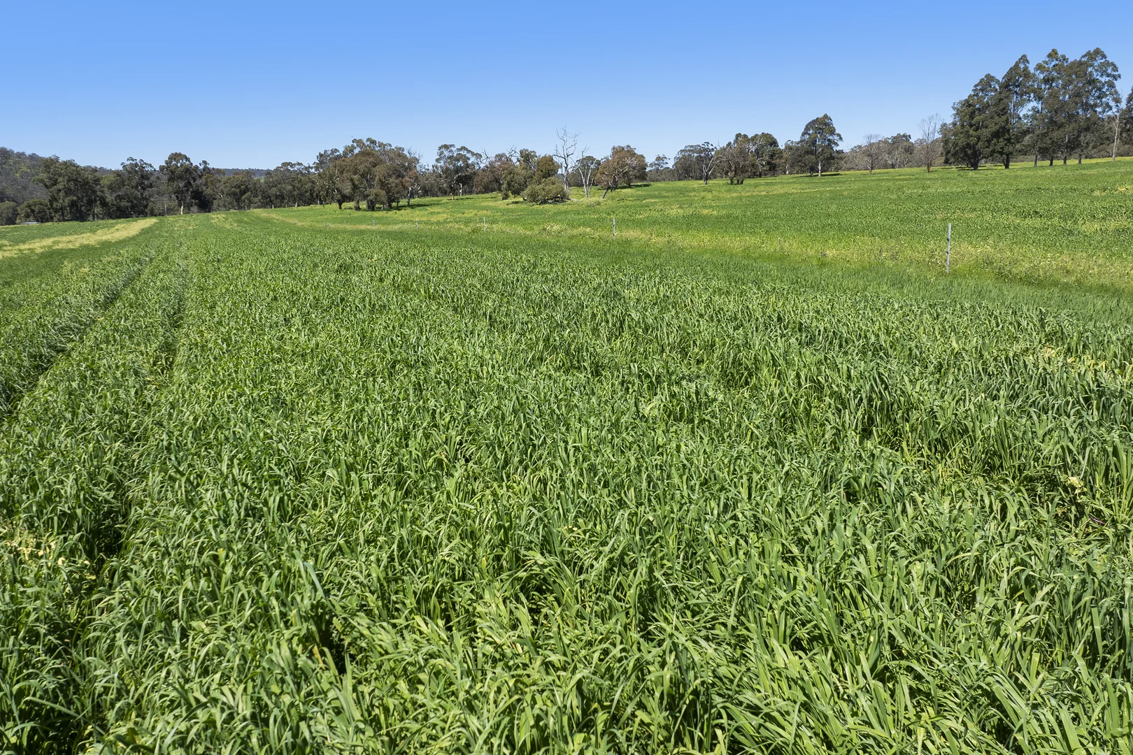 Additional image 5 of 54 Chittering Valley Road, Lower Chittering WA 6084