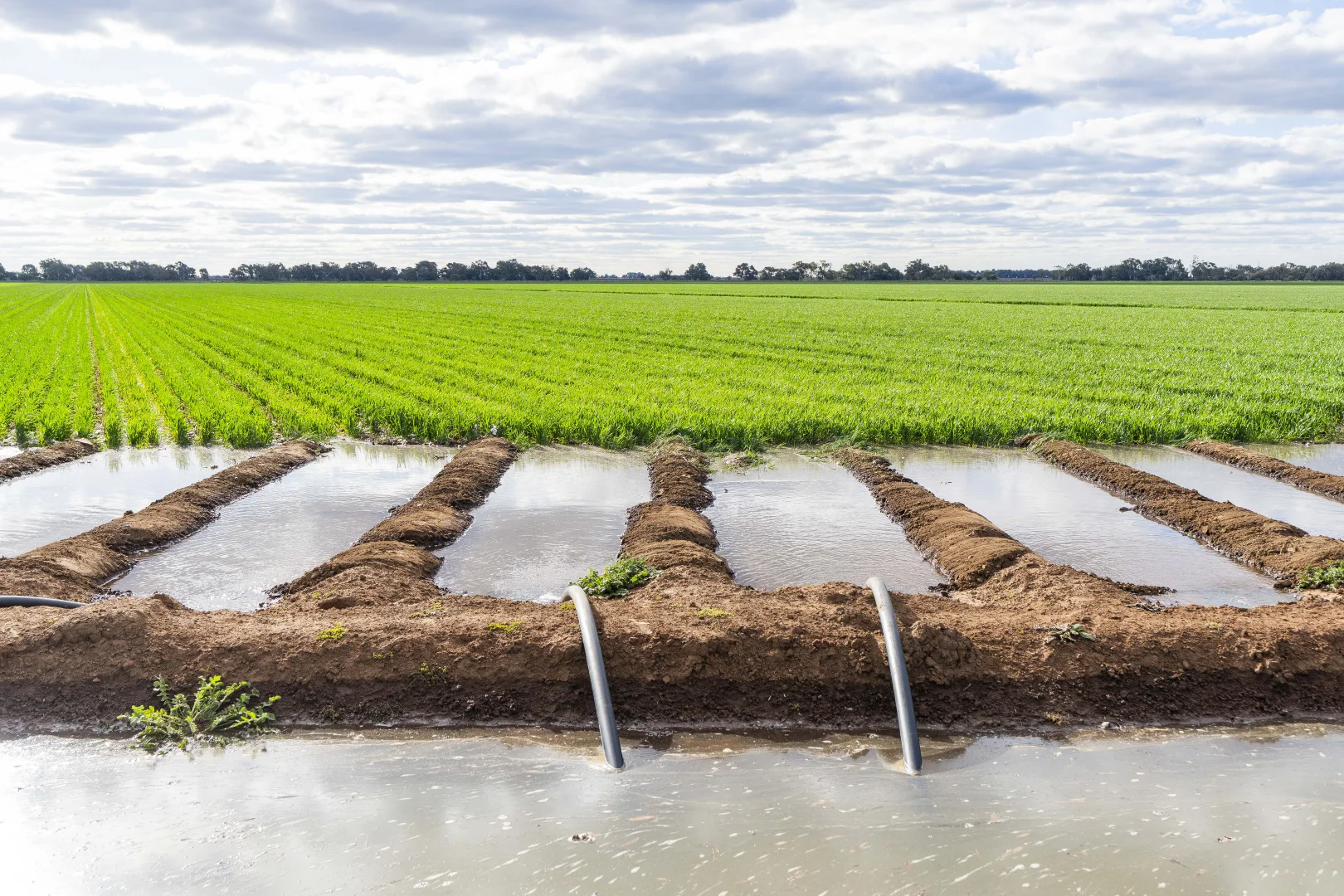 Additional image 5 of Glenn Road, Coleambally NSW 2707