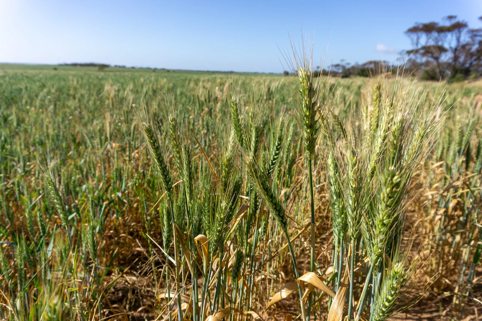 Additional image 5 of 177 Taragoro Road, Rudall SA 5642