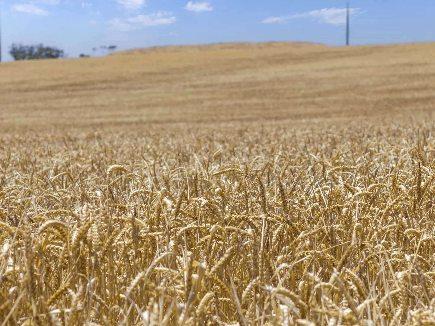Additional image 5 of 'Leske Farm' Thiele Highway, Freeling SA 5372