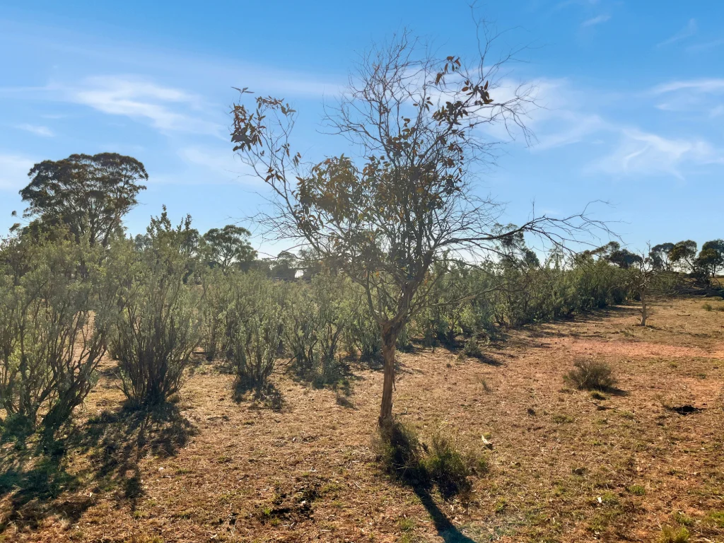 Additional image 6 of 603 Charcoal Tank Road, West Wyalong NSW 2671