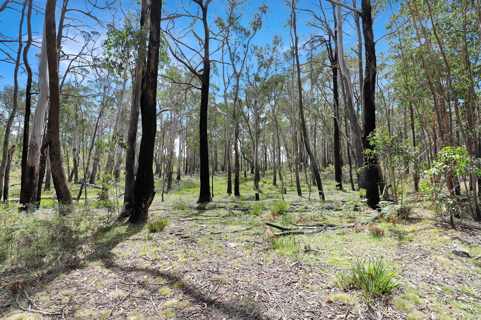 Additional image 19 of Lot 51 Tantawangalo Mountain Road, Cathcart NSW 2632