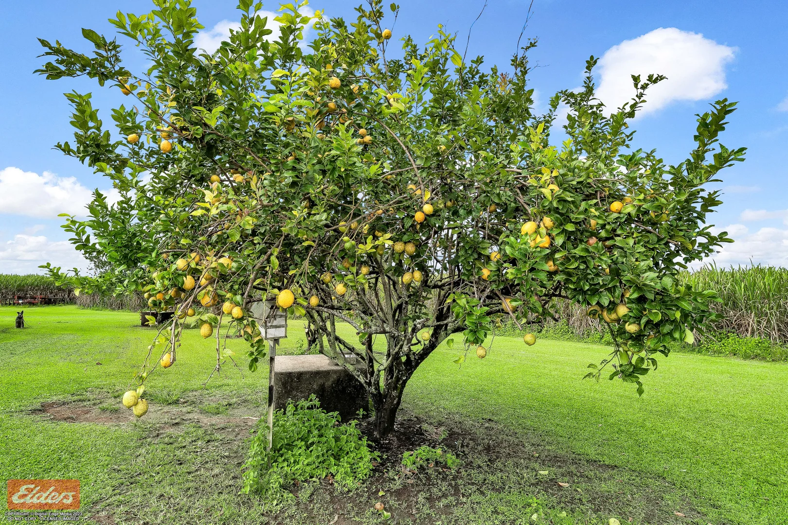 Additional image 19 of 44 Kelly Road, Lower Tully QLD 4854