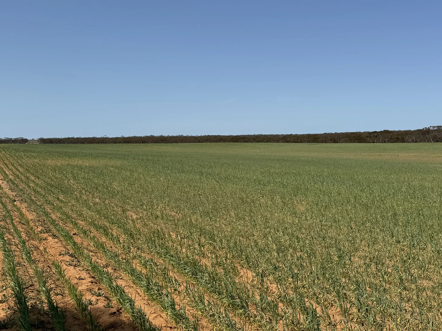 Additional image 7 of 1719 New Well Centre Road, New Well SA 5357