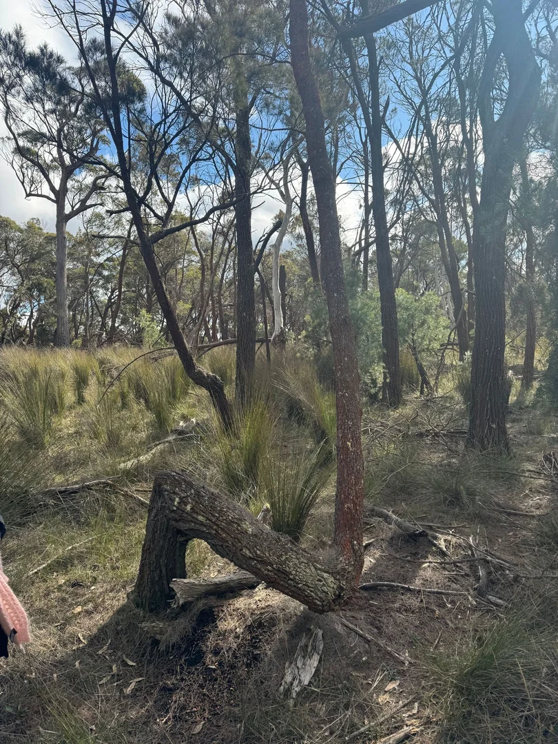 Additional image 17 of 274 Willow Glen Road, Lower Boro NSW 2580