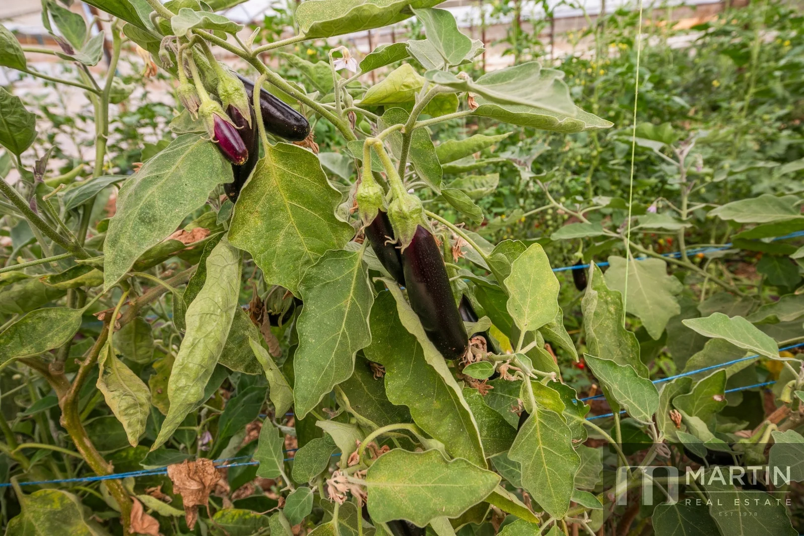 Additional image 32 of 460 Womma West Road, Penfield Gardens SA 5121