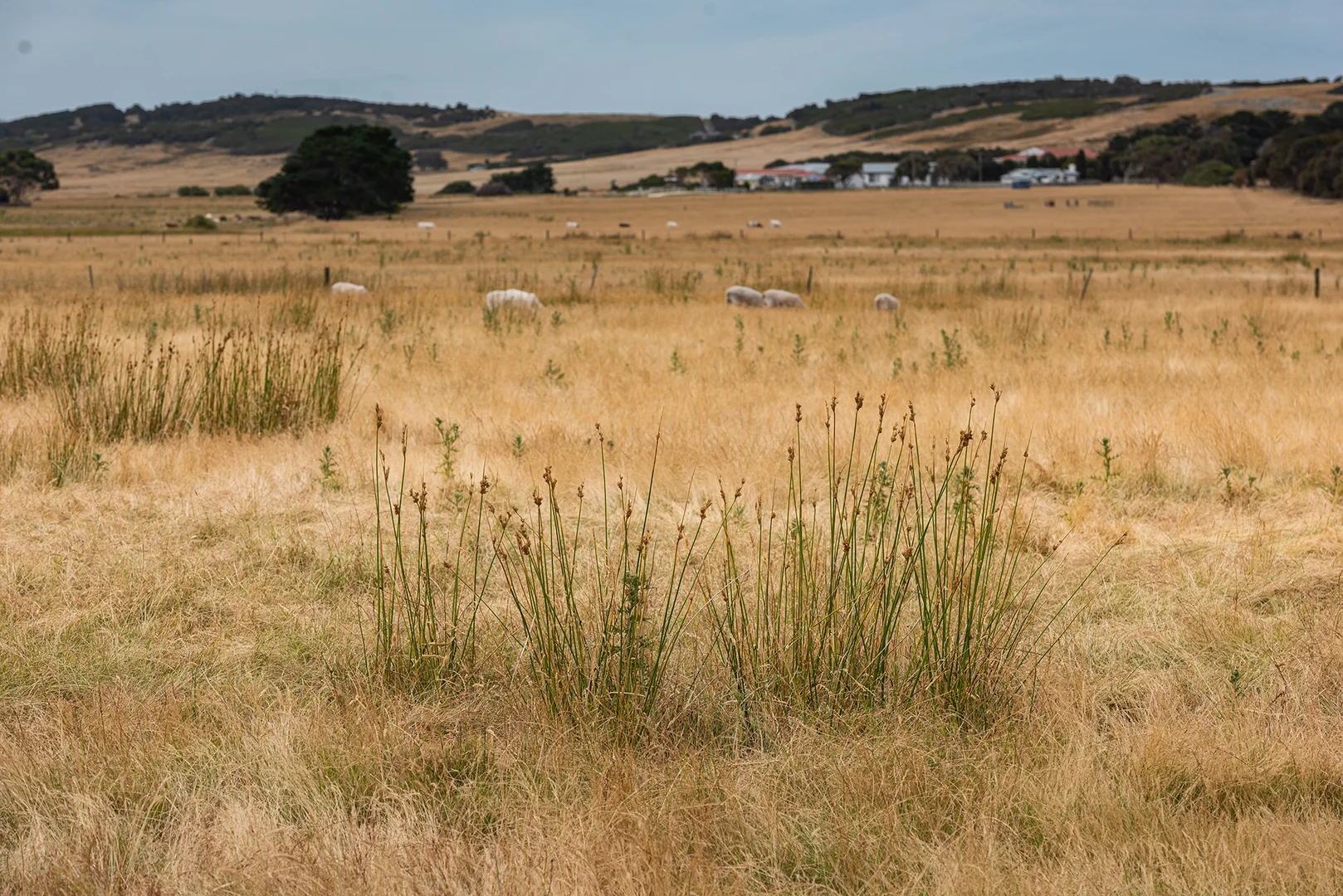 Additional image 21 of Lot 1, 22 Baileys Lane, Whitemark TAS 7255