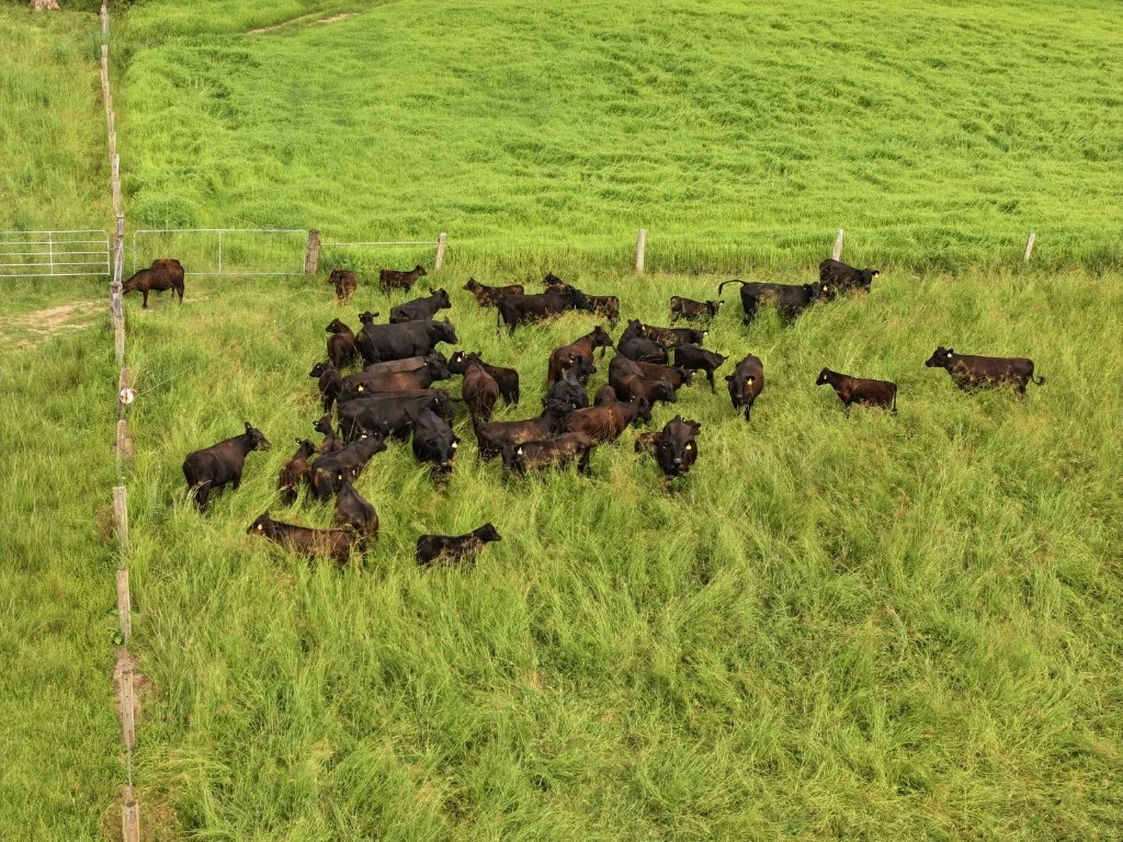 Additional image 40 of 1023 Iron Pot Creek Rd, Kyogle NSW 2474