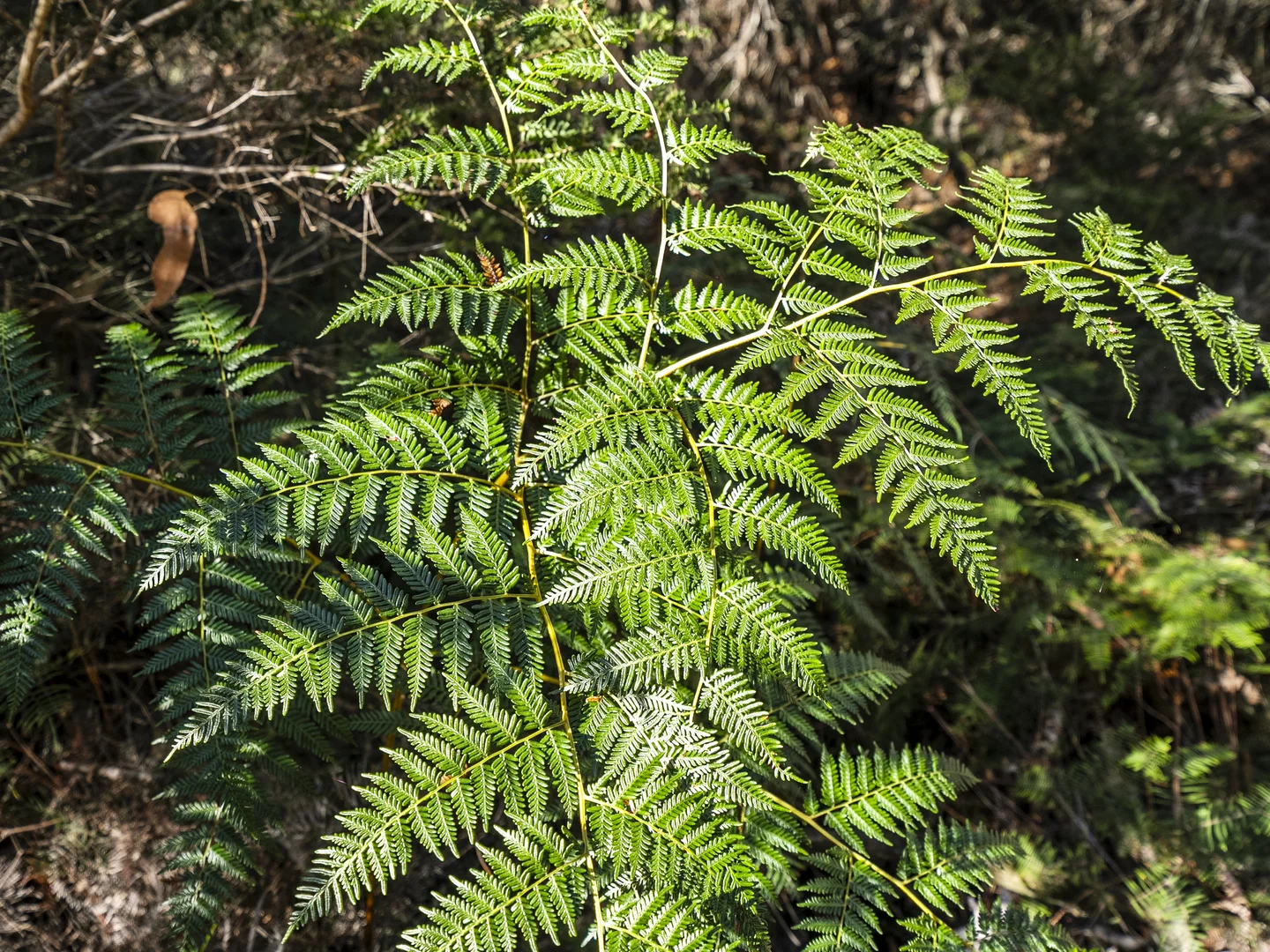 Additional image 40 of 1, 1, 2 Sympathy Point Road, Taranna TAS 7180