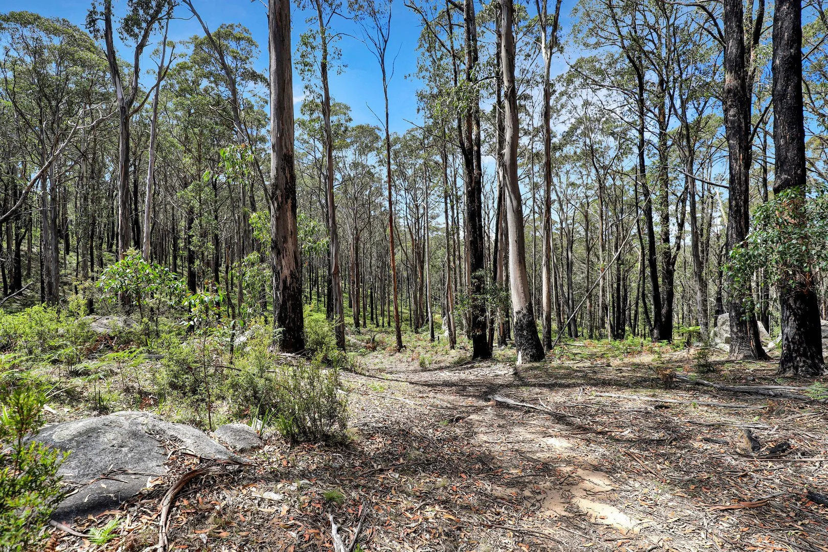 Additional image 14 of Lot 51 Tantawangalo Mountain Road, Cathcart NSW 2632