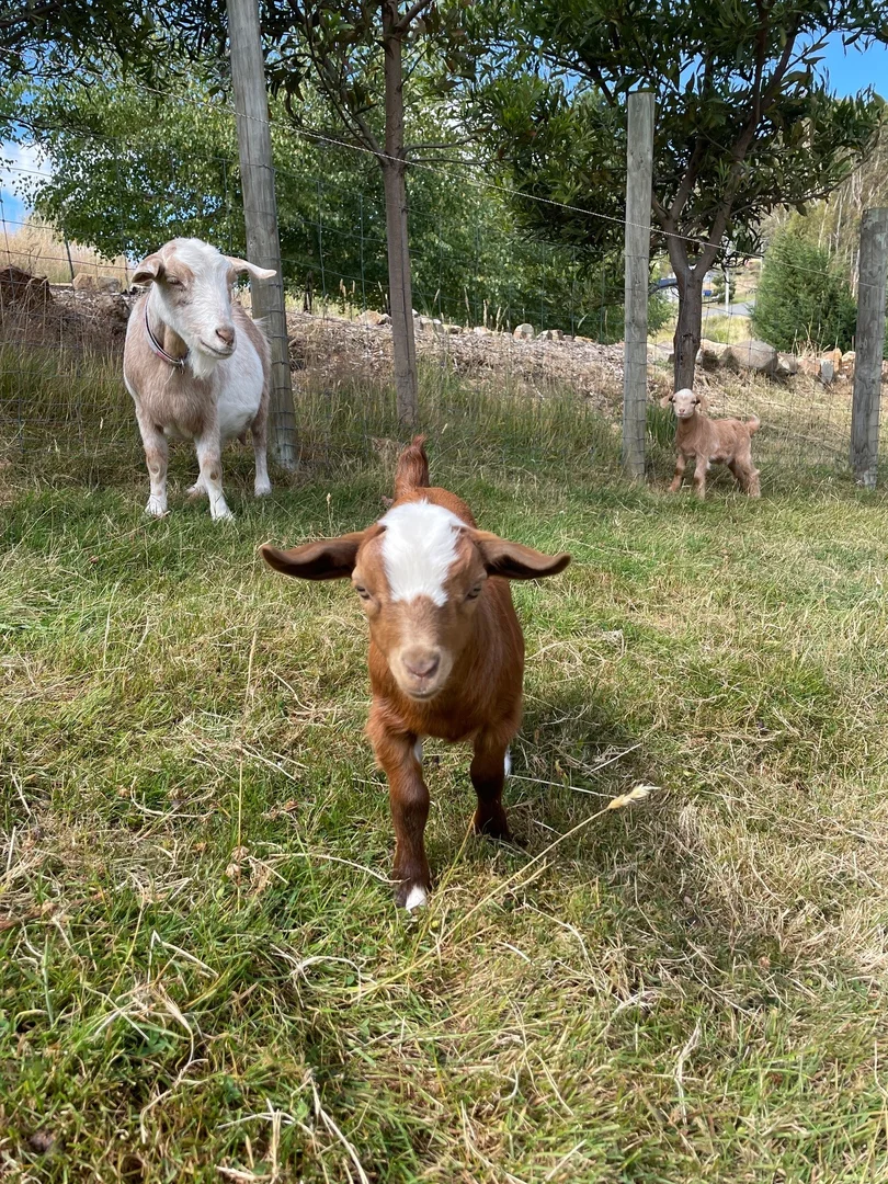 Additional image 23 of 5 Hellessey Road, Collinsvale TAS 7012