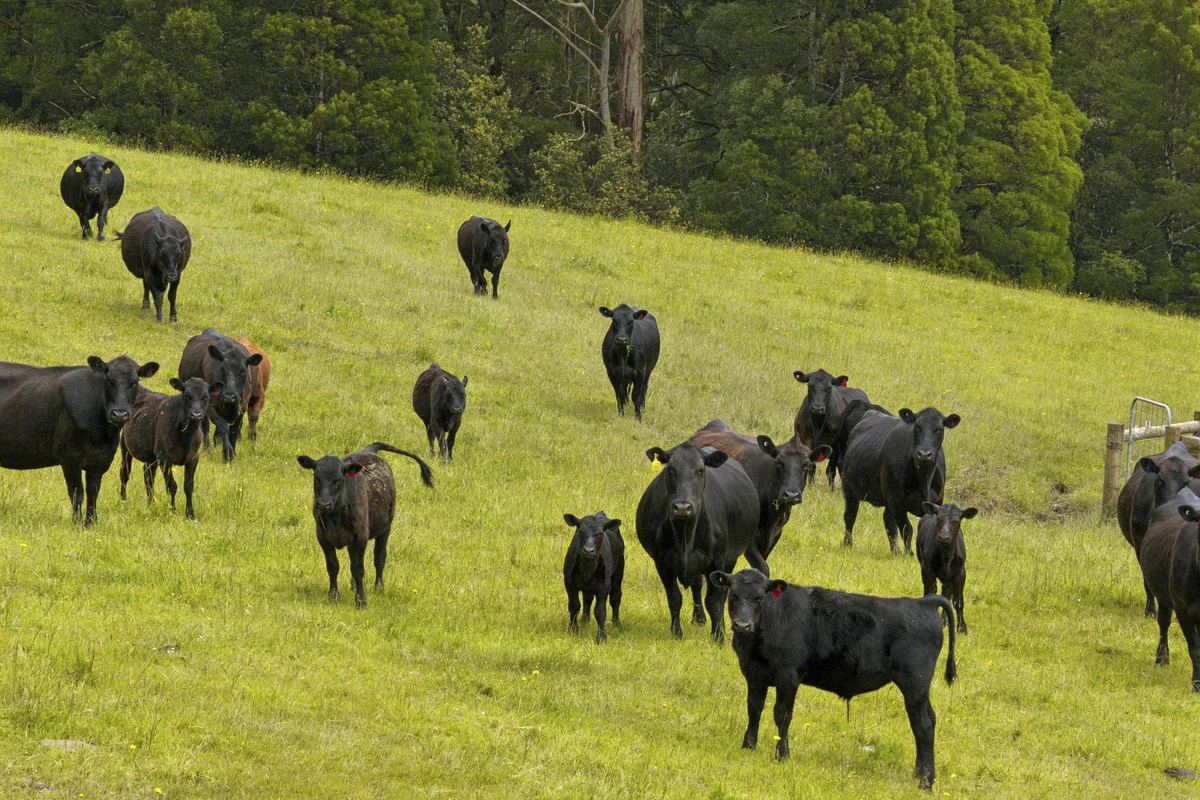 Additional image 7 of 4230 Colac-Lavers Hill Road, Weeaproinah VIC 3237