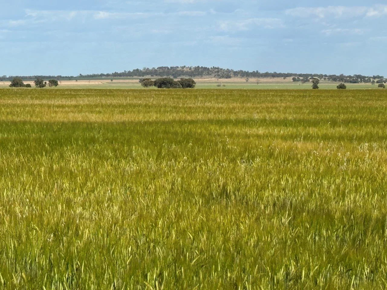 Additional image 5 of 'Cleveland' 548 Cunningtons Lane, West Wyalong NSW 2671