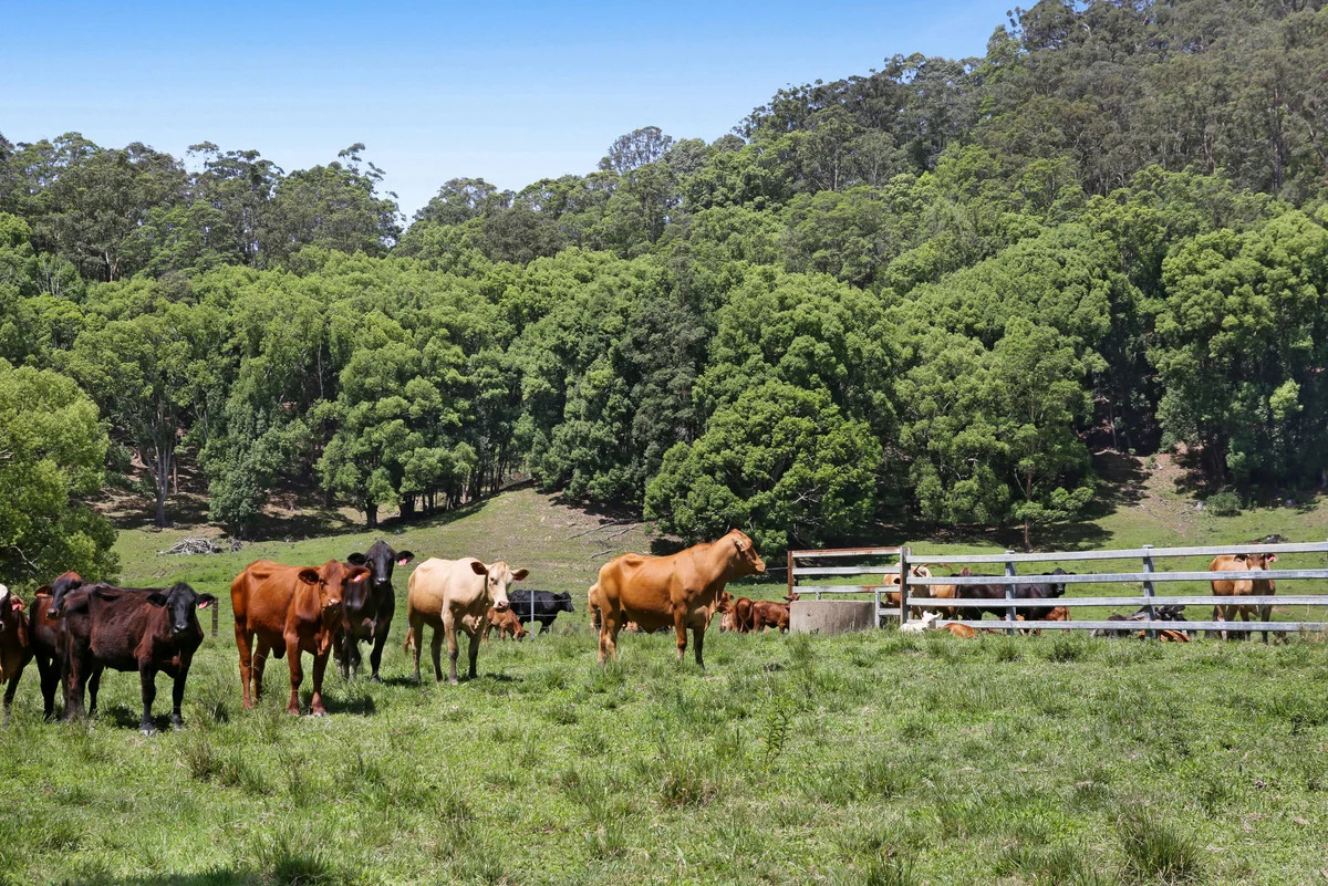 Additional image 5 of 1039 Currumbin Creek Road, Currumbin Valley QLD 4223