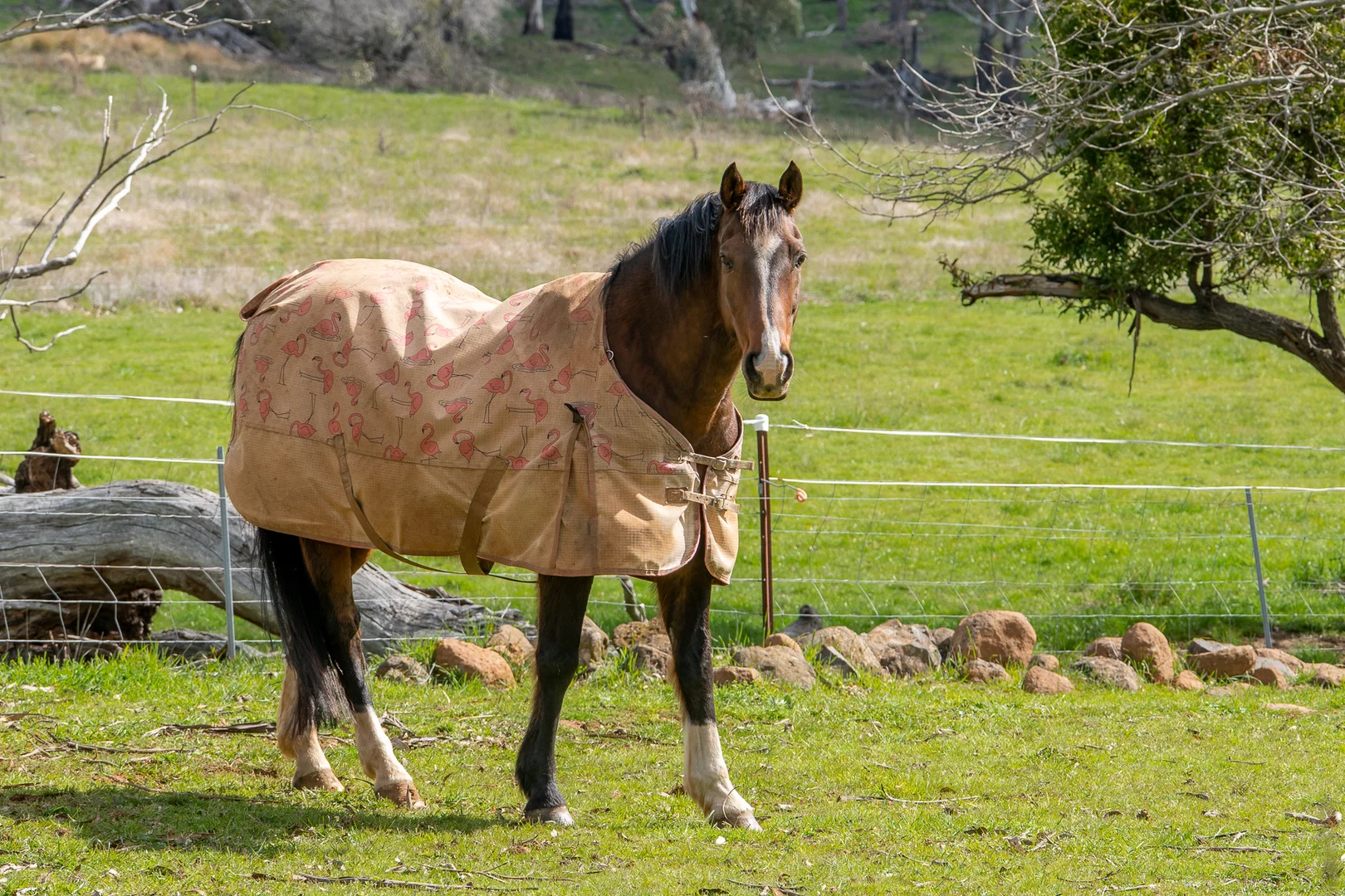 Additional image 27 of 584 Huntley Road, Orange NSW 2800