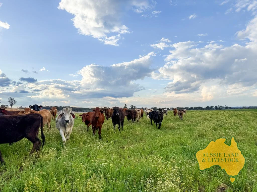 Additional image 48 of 250 Heights Road, Nanango QLD 4615