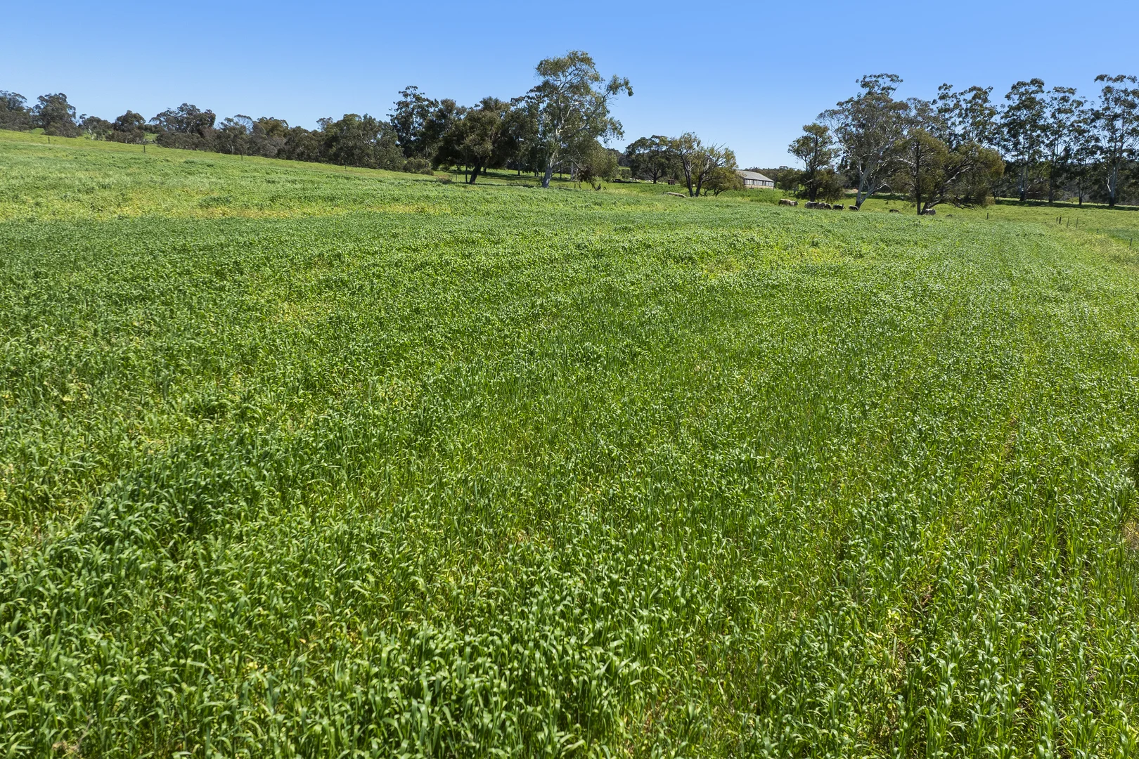 Additional image 4 of 54 Chittering Valley Road, Lower Chittering WA 6084