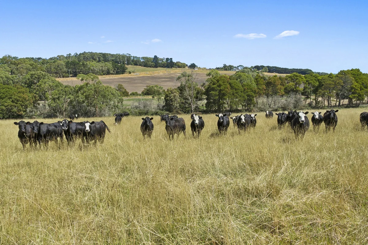 Additional image 19 of 1940 Cobden-Port Campbell Road, Newfield VIC 3268