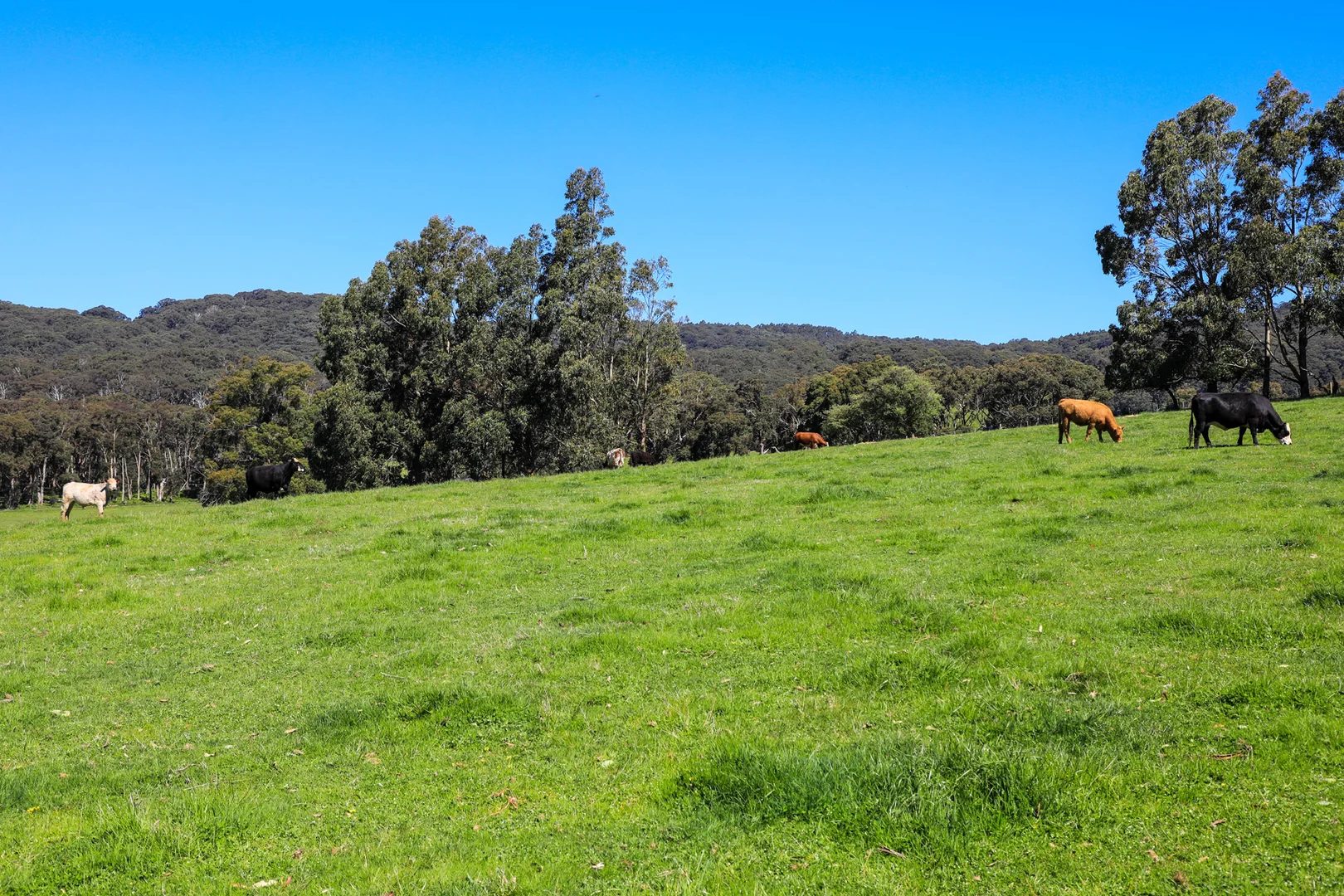 Additional image 14 of 154 Straws Lane, Hesket VIC 3442