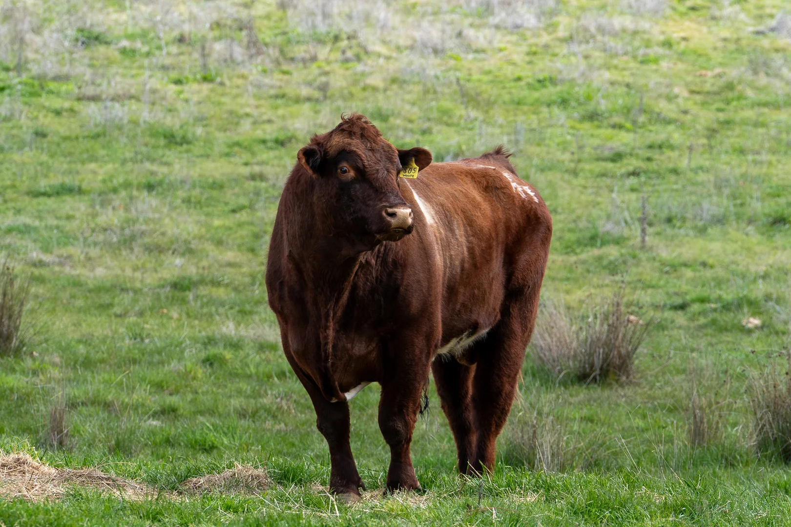 Additional image 7 of 584 Huntley Road, Orange NSW 2800