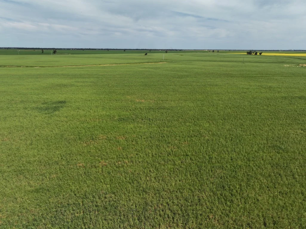 Additional image 6 of 849 Brushwood North Rd, Coolamon NSW 2701