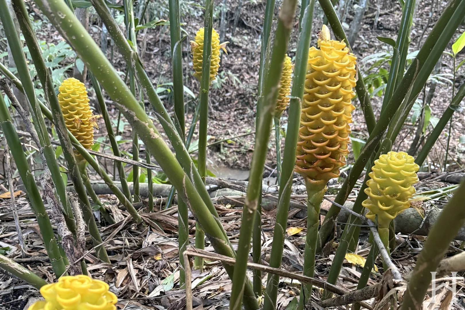 Additional image 28 of 7 Babbling Brook Place, Eumundi QLD 4562