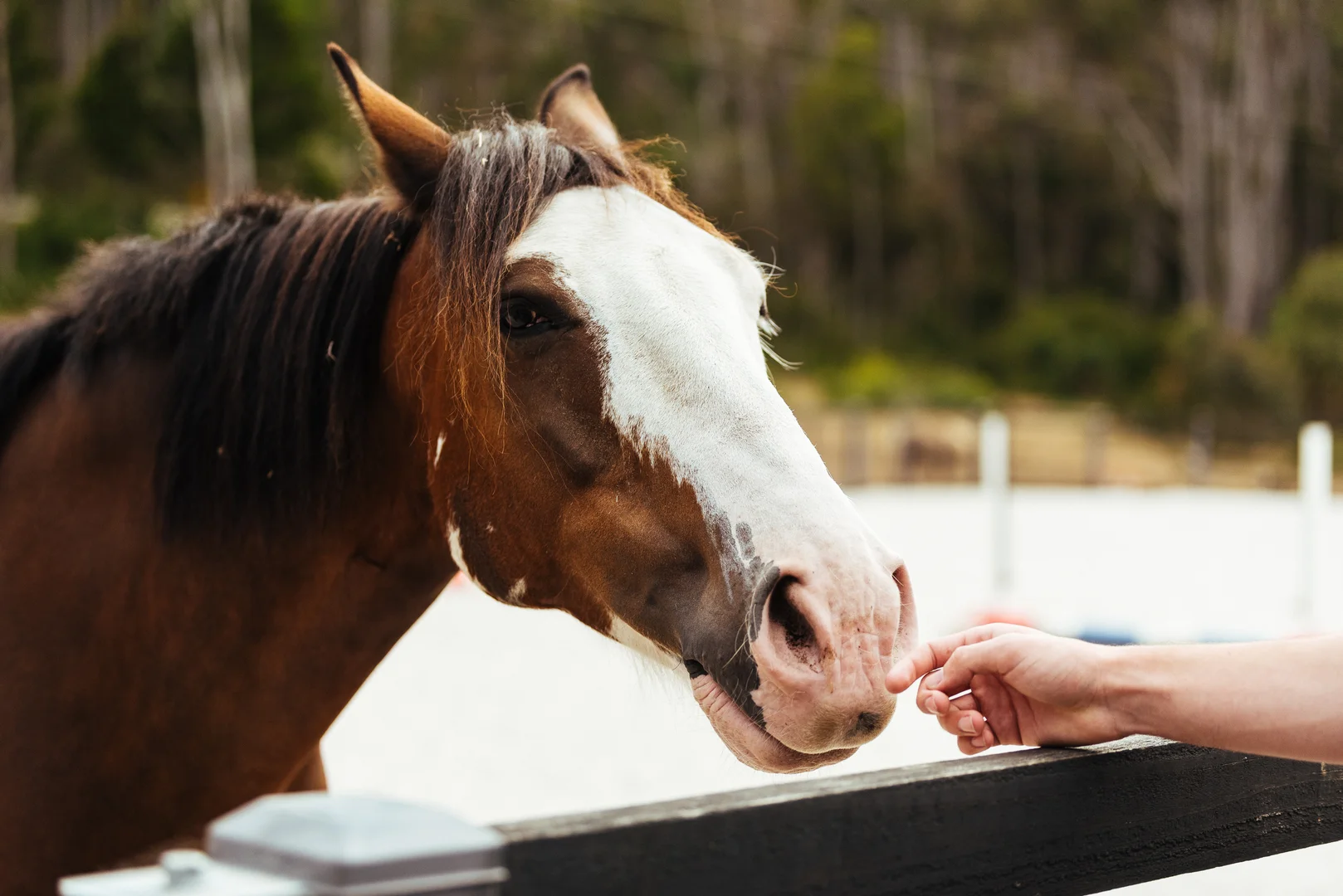 Additional image 18 of 780 Lilydale Road, Underwood TAS 7268