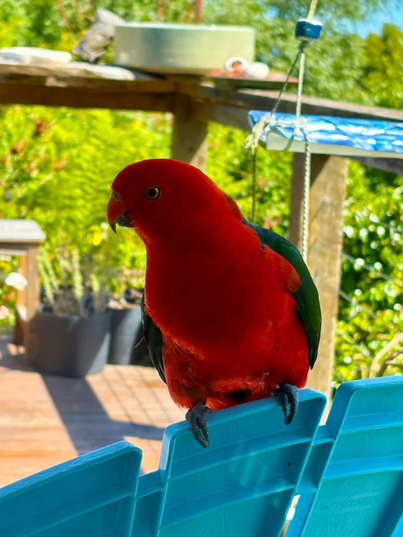 Additional image 19 of 44 Old Main Road, Beech Forest VIC 3237