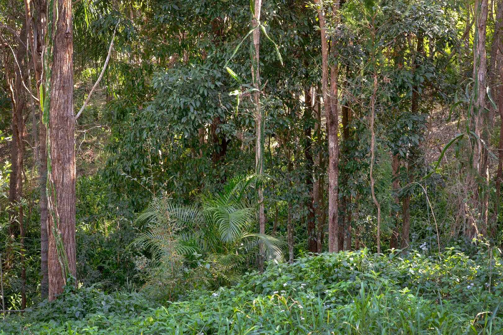 Additional image 9 of 15B Blue Hills Drive, Bunya QLD 4055