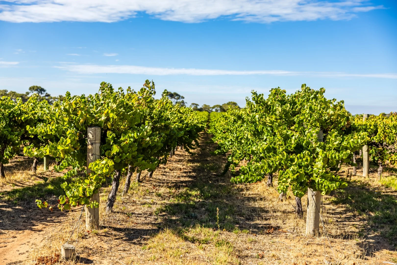 Additional image 12 of 261 Marandoo Road, Langhorne Creek SA 5255