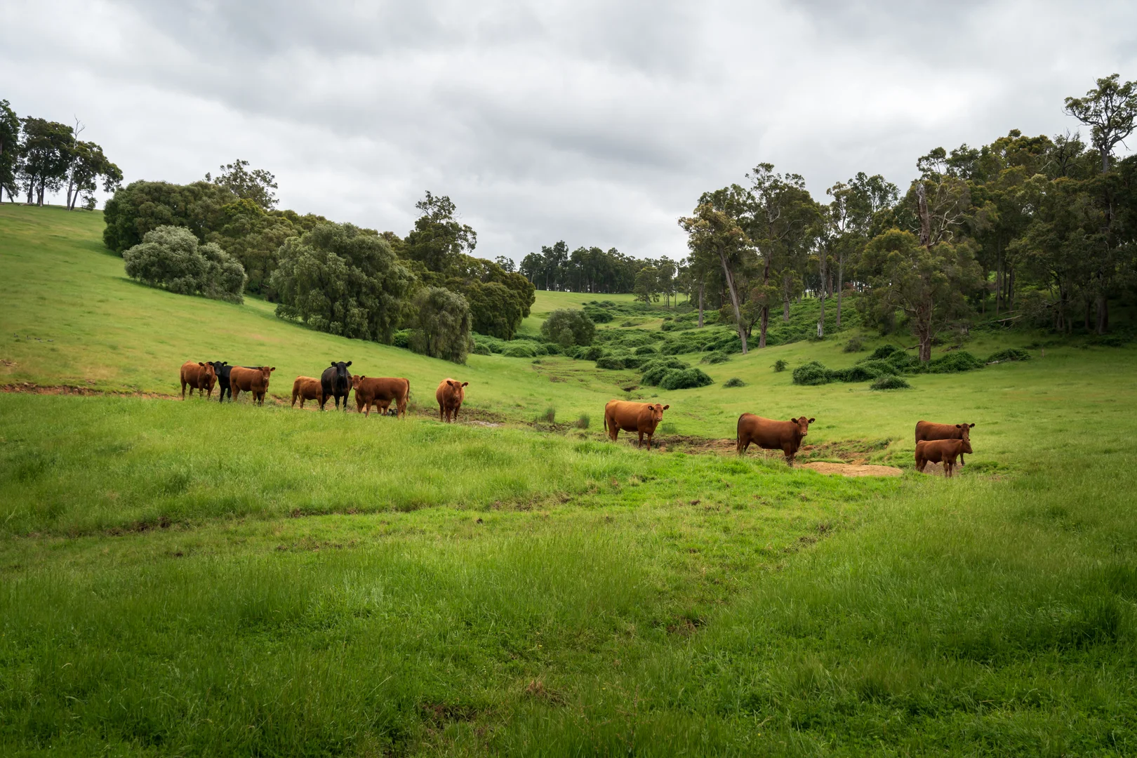 Additional image 9 of Lot 4 Kammann Road (Upper Warren), Manjimup WA 6258