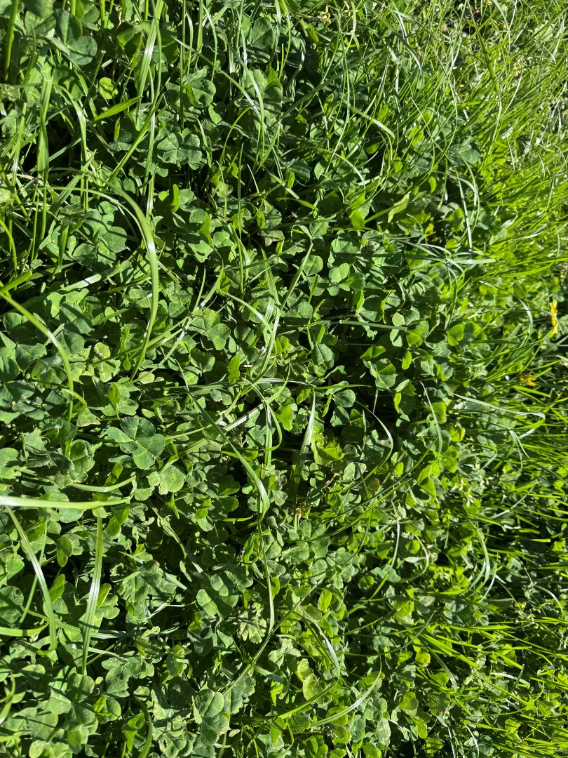 Additional image 5 of Old Depot Lane, Mortlake VIC 3272