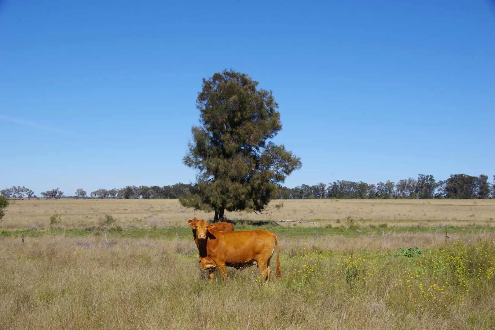 Additional image 34 of 635 Mayfield Road, Narrabri NSW 2390